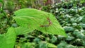 White Mullberry, Morus Alba with Crane Fly Insect